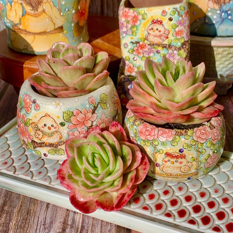 Echeveria 'Ice Rose' Variegated Naturally Approx. 3–3.5 inches in Diameter