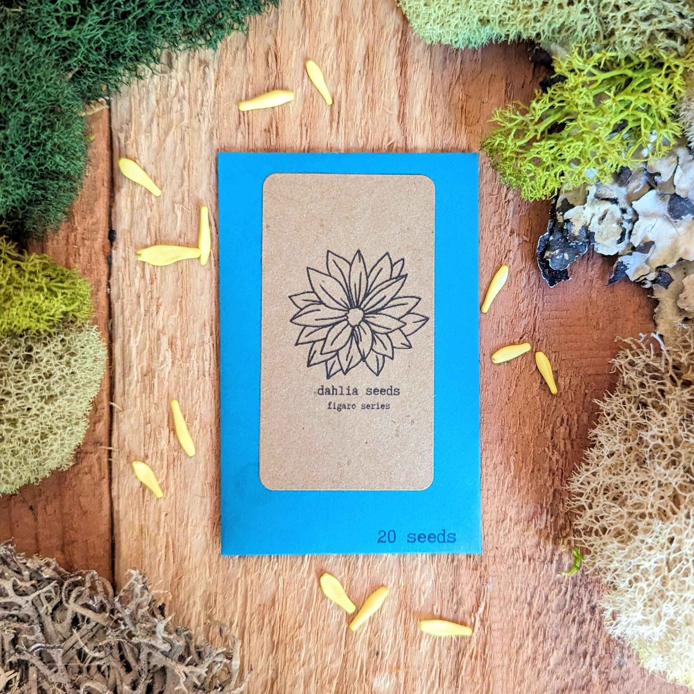 Dahlia Seeds