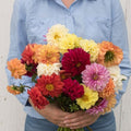 Dahlia Mix