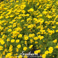 Dahlberg Daisy Seeds – 500 Non-GMO American Grown Flower Seeds for Borders, Containers, and Drought Tolerance (Thymophilla tenuiloba)