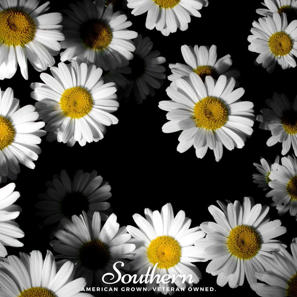 Dwarf Shasta Daisy – 100 Seeds