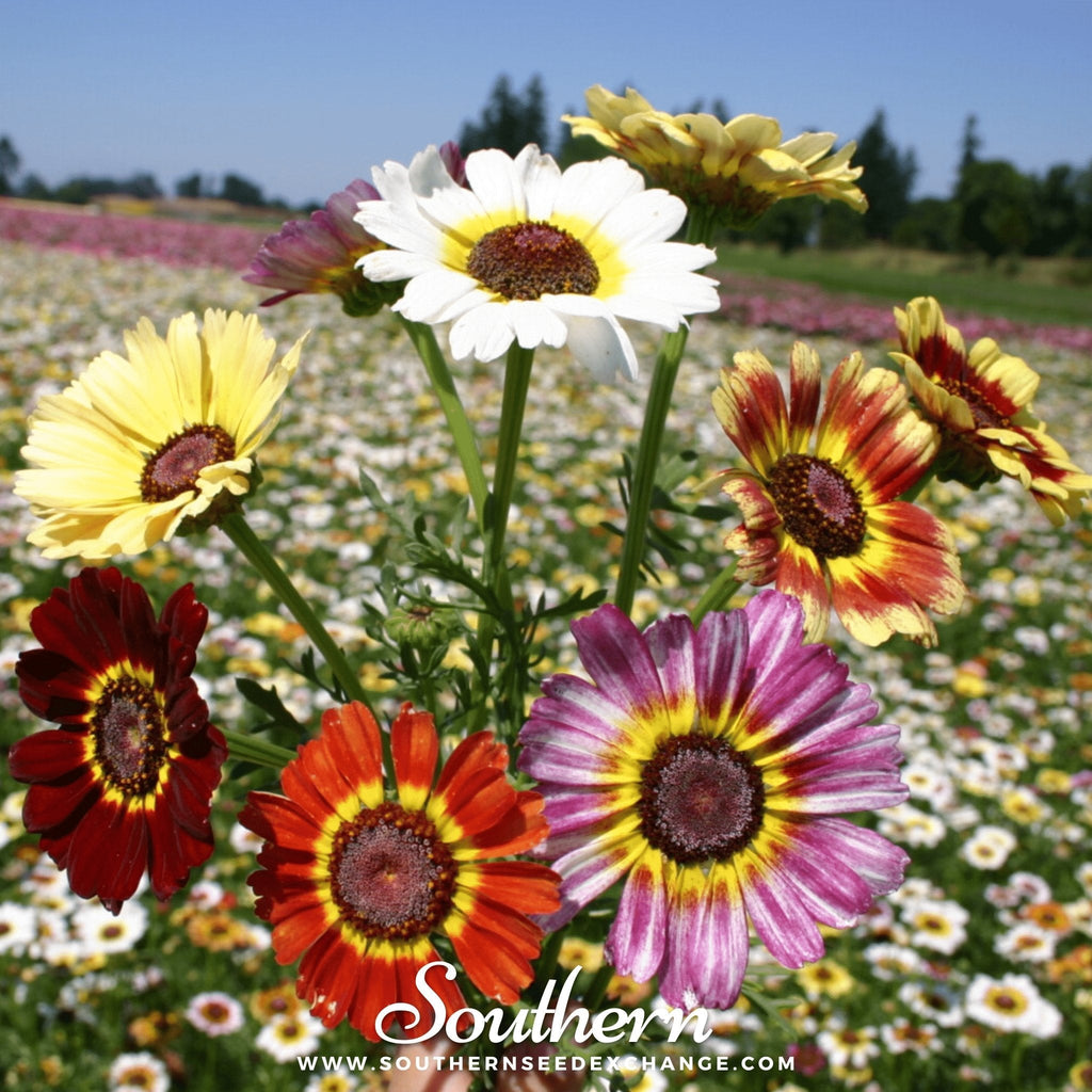 Painted Daisy – 100 Seeds