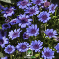 Blue Daisy Seeds | Felicia Heterophylla | True-Blue Flowers | Butterfly & Pollinator Magnet | 50 Seeds