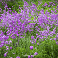 Dames Rocket Seeds 200 Pack | Heirloom Sweet Rocket | Purple & White Flowers | Edible Flowers & Shoots | Hesperis matronalis