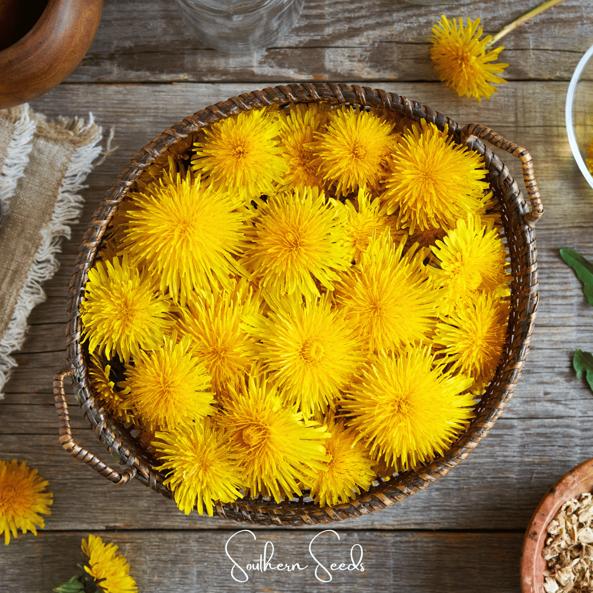 True Dandelion – 50 Seeds