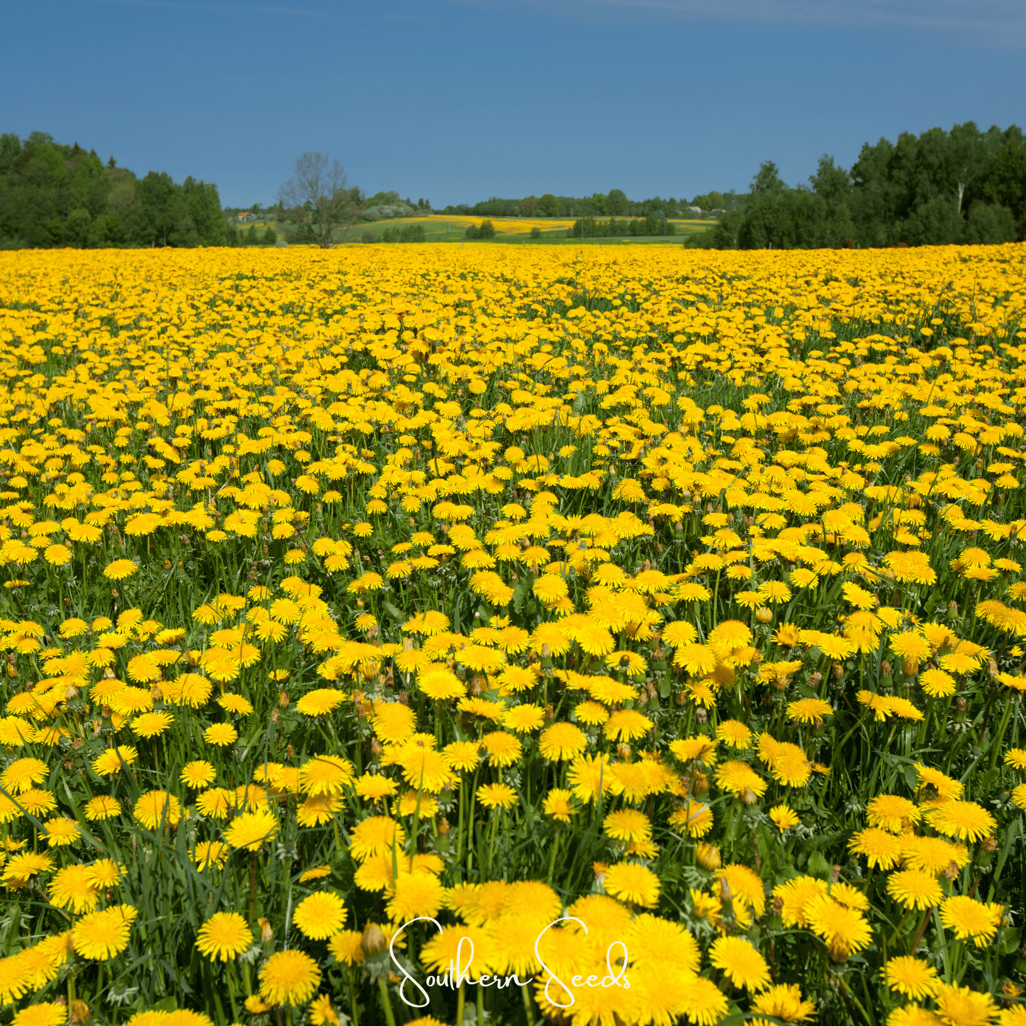 True Dandelion – 50 Seeds