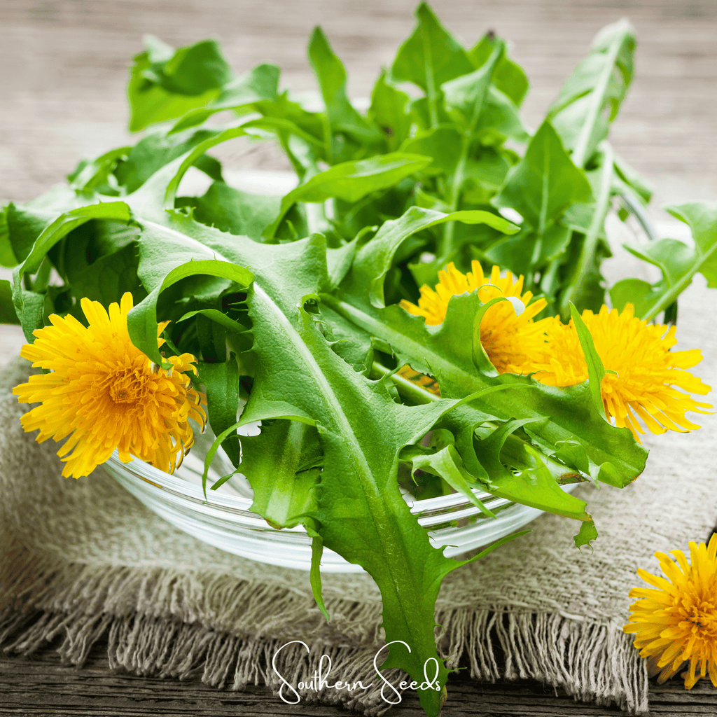 True Dandelion – 50 Seeds