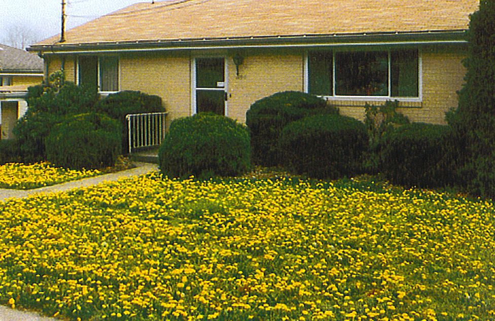 DandiLawn™ Dandelion Lawn Mix | Low-Growing, Pollinator-Friendly, No-Mow Lawn