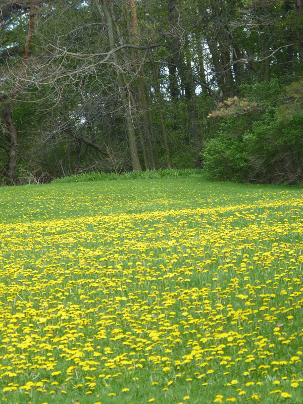 DandiLawn™ Dandelion Lawn Mix | Low-Growing, Pollinator-Friendly, No-Mow Lawn