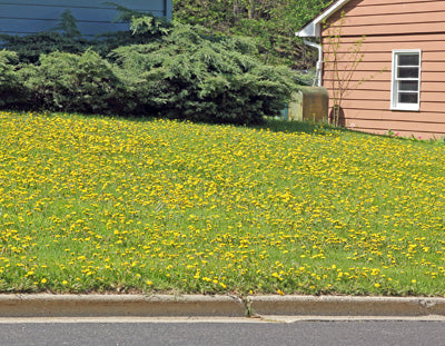 DandiLawn™ Dandelion Lawn Mix | Low-Growing, Pollinator-Friendly, No-Mow Lawn