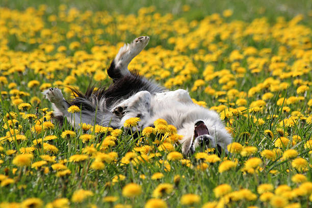 DandiLawn™ Dandelion Lawn Mix | Low-Growing, Pollinator-Friendly, No-Mow Lawn