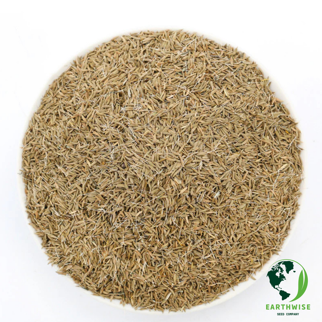 DandiLawn™ Dandelion Lawn Mix | Low-Growing, Pollinator-Friendly, No-Mow Lawn