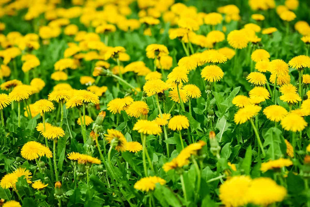 DandiLawn™ Dandelion Lawn Mix | Low-Growing, Pollinator-Friendly, No-Mow Lawn