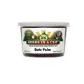 Date Palm Grow Kit | Grow Date Palm from Seed | Seeds In A Cup®
