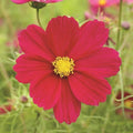 Dazzler Red Cosmo