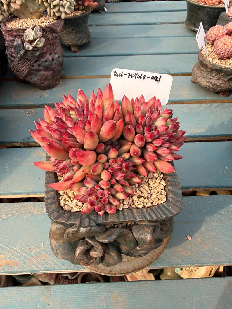Rare Well-established Succulent --❉ Echeveria 'Pink Cherry' Gen 2 ❉–- Carefully for 42+ Months WYSIWYG Plant No. EDY068-0021