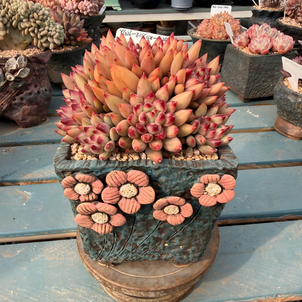 EDY128-0029 Echeveria ’Pink Cherry' Gen 2 - Rare Large 5"-5.5" Live Succulent