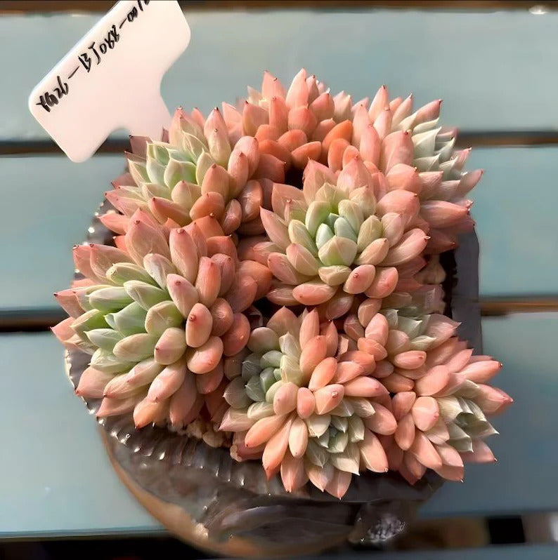 4-year-old Rare Succulent -- Only One Available No.: BJ088-0016 -【Echeveria 'White Mirror'】Large Live  Succulent Exact Plant Shown