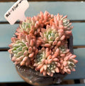 4-year-old Rare Succulent -- Only One Available No.: BJ088-0016 -【Echeveria 'White Mirror'】Large Live  Succulent Exact Plant Shown