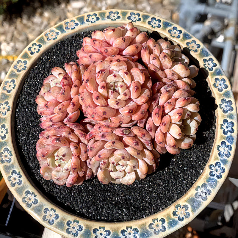 Exact Plant - Echeveria 'Viyant' Rare Succulent 1 of 1 - WYSIWYG Live Plant Approx. 5" in Diameter