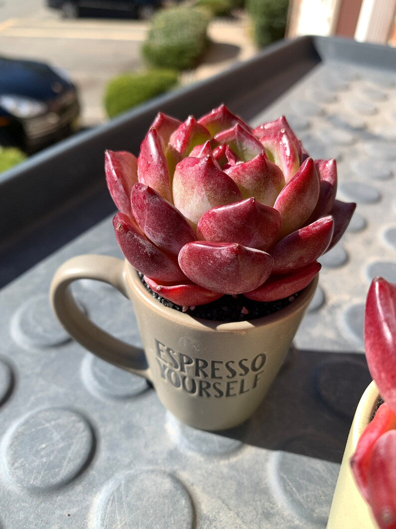 Rare Delicate Succulent - Echeveria 'Love Bird' - Popular Among Collectors For Vibrant Color