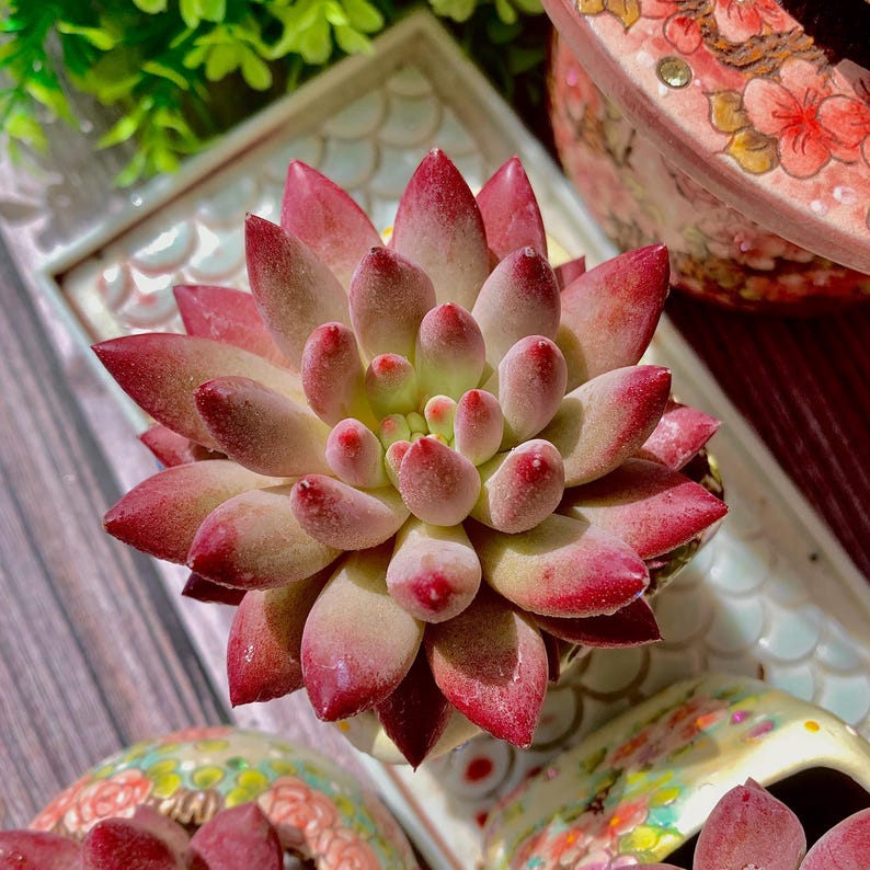 Echeveria 'Cherry' Single-plant Approx. 3–3.5 inches Across