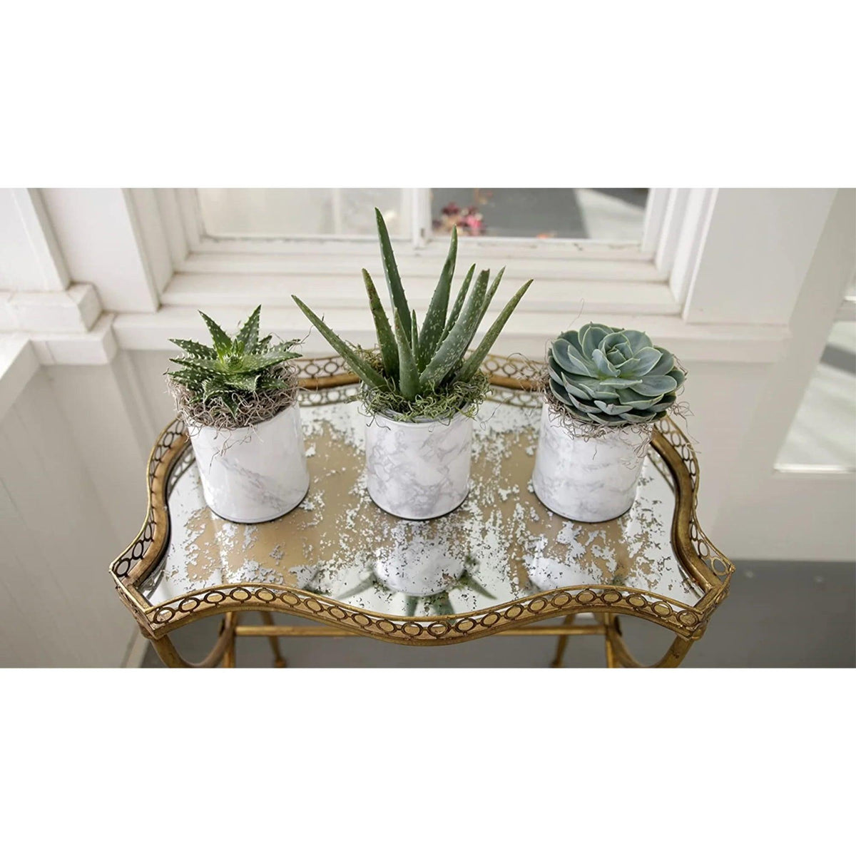 Organic Cactus Potting Mix | Bumble Plants