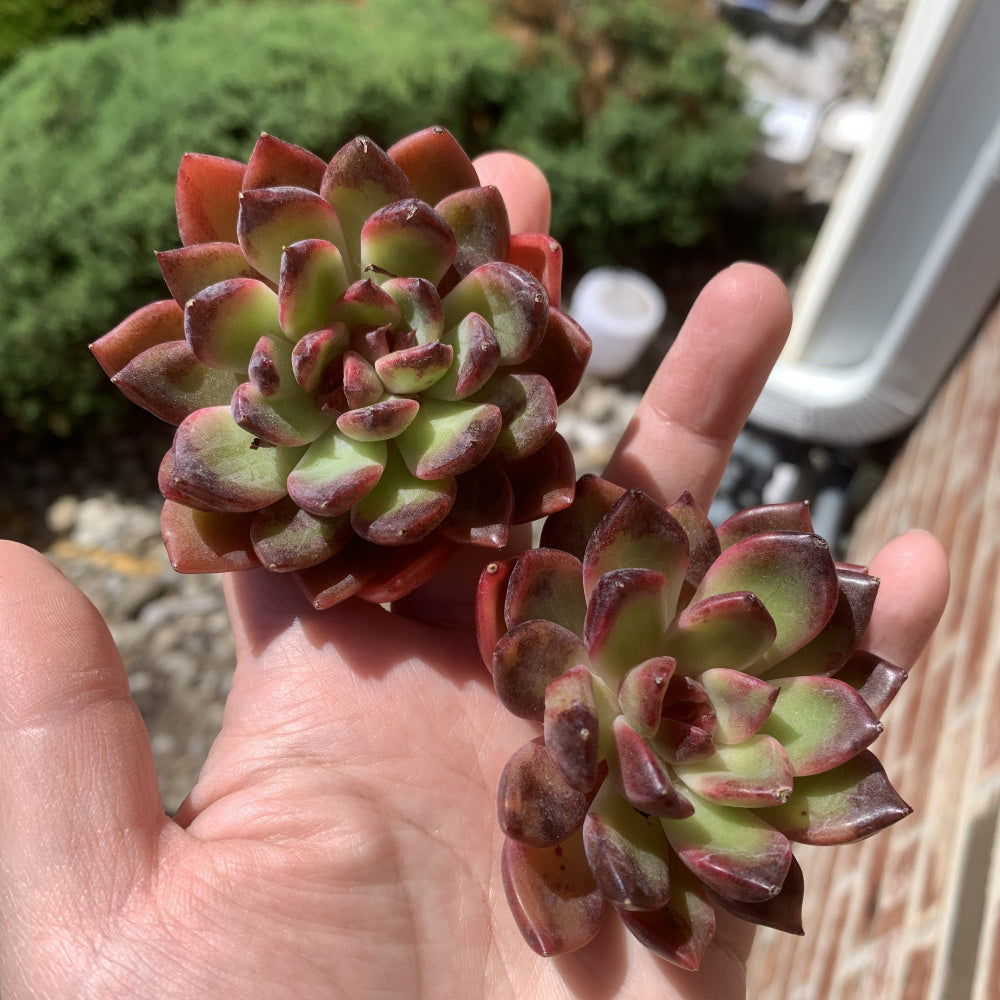 Echeveria ‘SHUTING' - Single Diameter Approx. 2"-2.5"