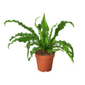 Asplenium Antiquum Bird’s Nest 'Victoria' Fern