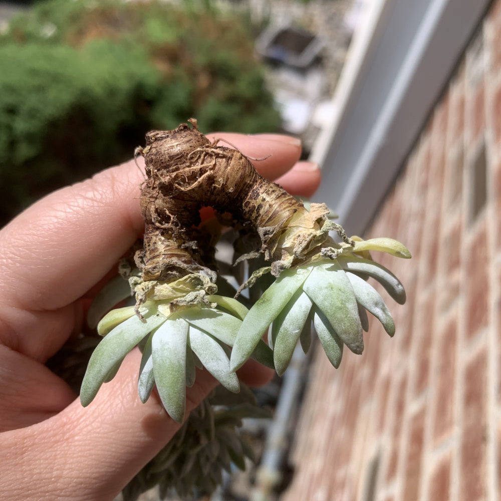 Dudleya gnoma S.W.McCabe - Single Diameter Approx. 2"-2.5"