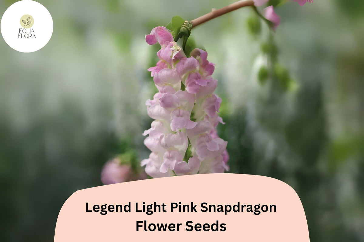 Legend Light Pink Snapdragon Seeds - 1000+ Non-GMO Double Blooms for Garden & Cut Flowers