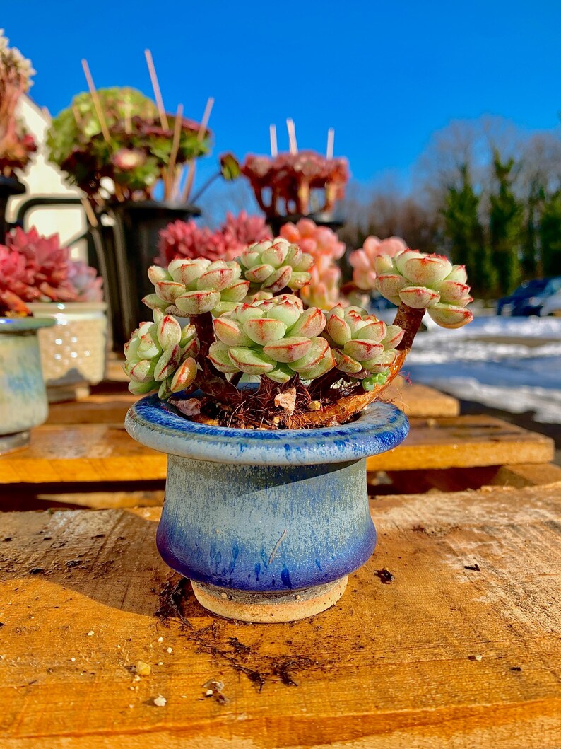 2512-031 Boutique Big Rare Succulents/Sedeveria Vanilla Bis /What You See is What You Get/Bare Root Without Soil Pot/Plants Gifts