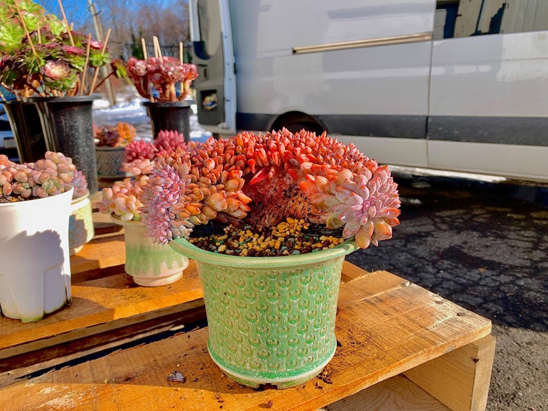 Rare Echeveria ‘Orange Monroe’ Succulent Plant | Boutique Live Succulent | What You See is What You Get | Bare Root 2512-043
