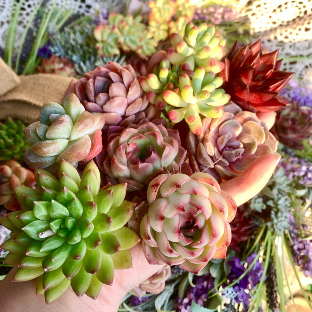 Large 6-pcs/12-pcs Premium Assorted Succulents - 2"-3" in Diameter Mix Plants Random Succulents