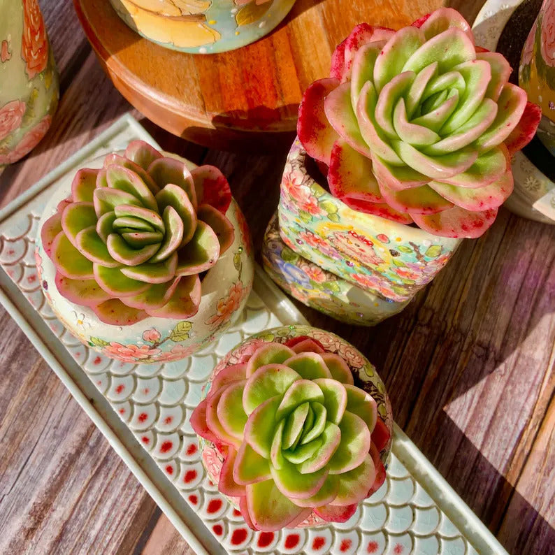 Echeveria 'Ice Rose' Variegated Naturally Approx. 3–3.5 inches in Diameter