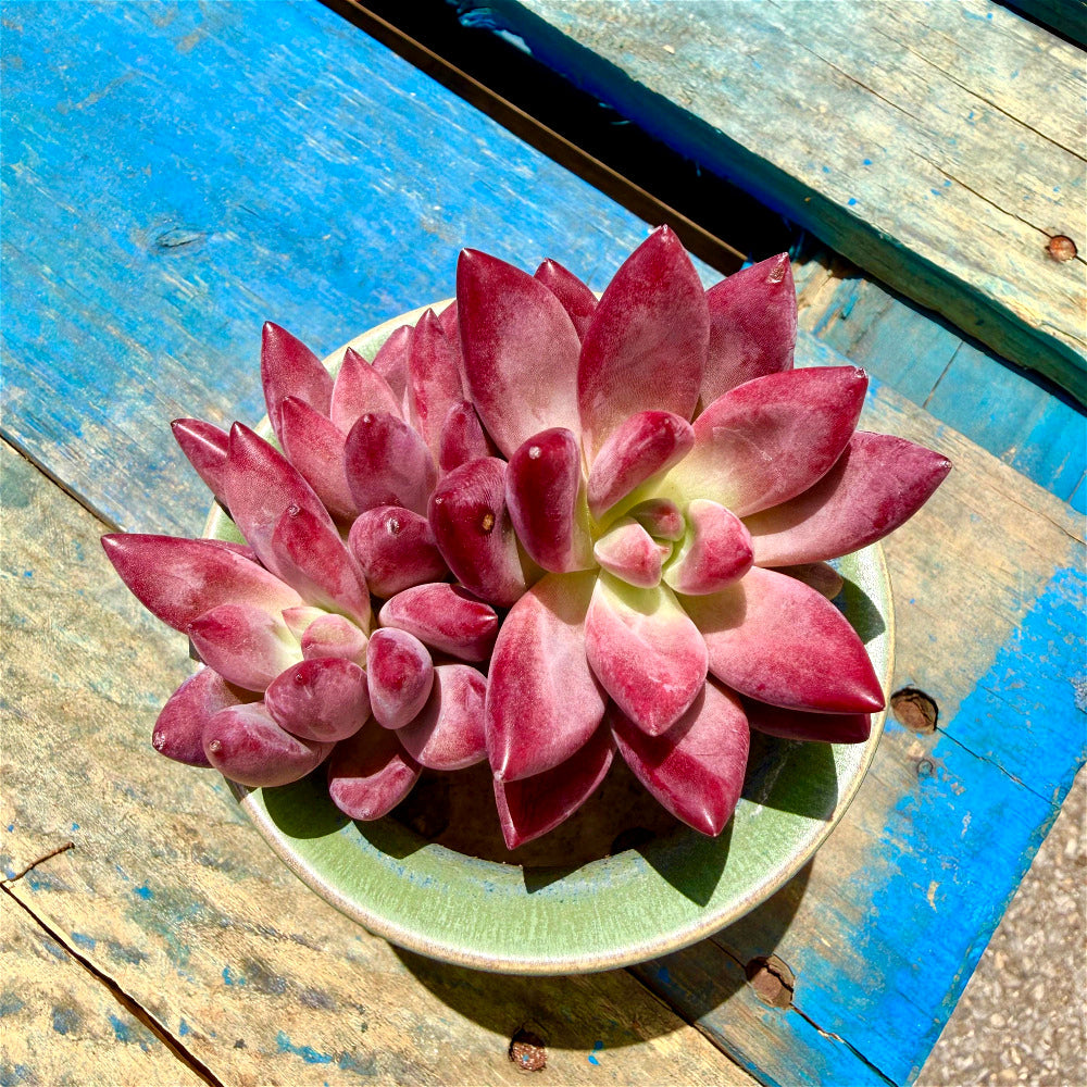 Echeveria 'Hephaestus' Double-Headed Live Plant 3"-3.5" Diameter