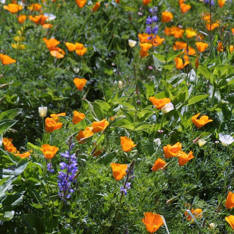 Deer Proof Garden Wildflower Mix (pack)