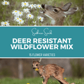 Deer Resistant Wildflower Seed Mix (15 Varieties) – 1,000 Seeds