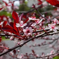 Purple Leaf Sandcherry