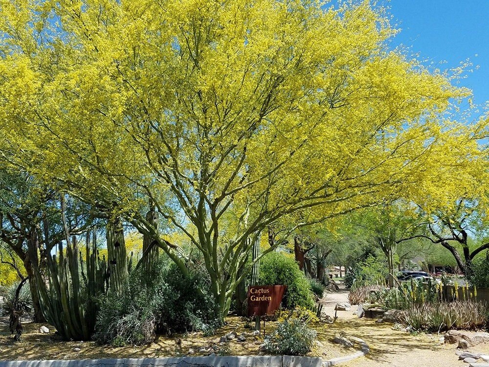 Desert Museum - Thornless Palo Verde Seeds Cercidium x 'Desert Museum'