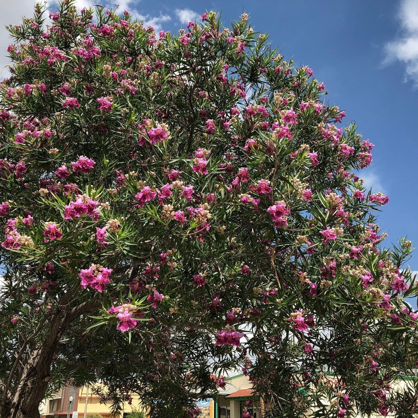 Desert Willow Tree Seeds -  Chilopsis Linearis, Large Pink Flowers, Fast Growing
