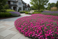 Dianthus 'Firewitch'