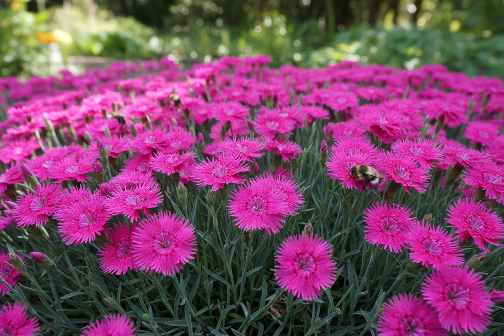 Dianthus 'Firewitch'