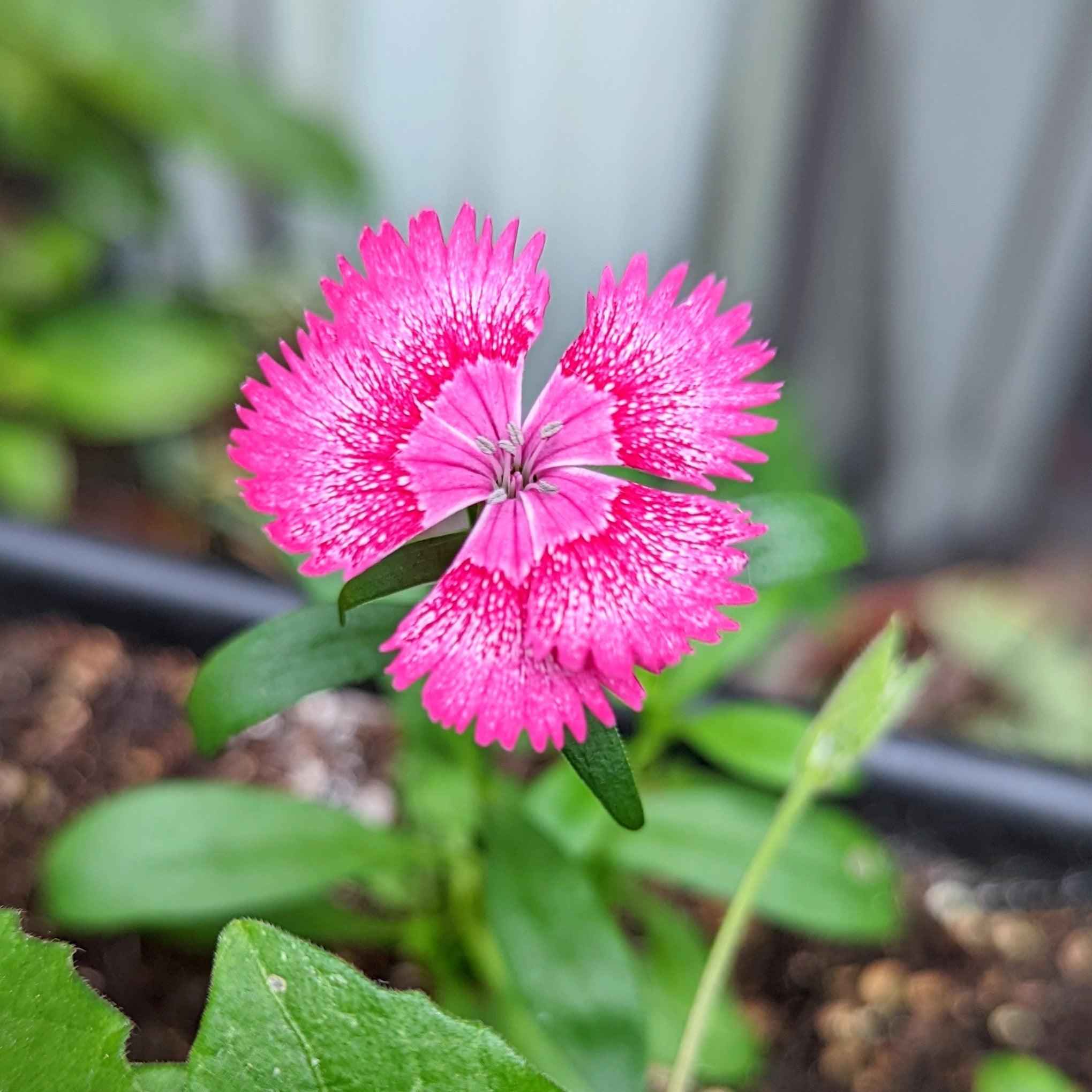 Dianthus Seeds