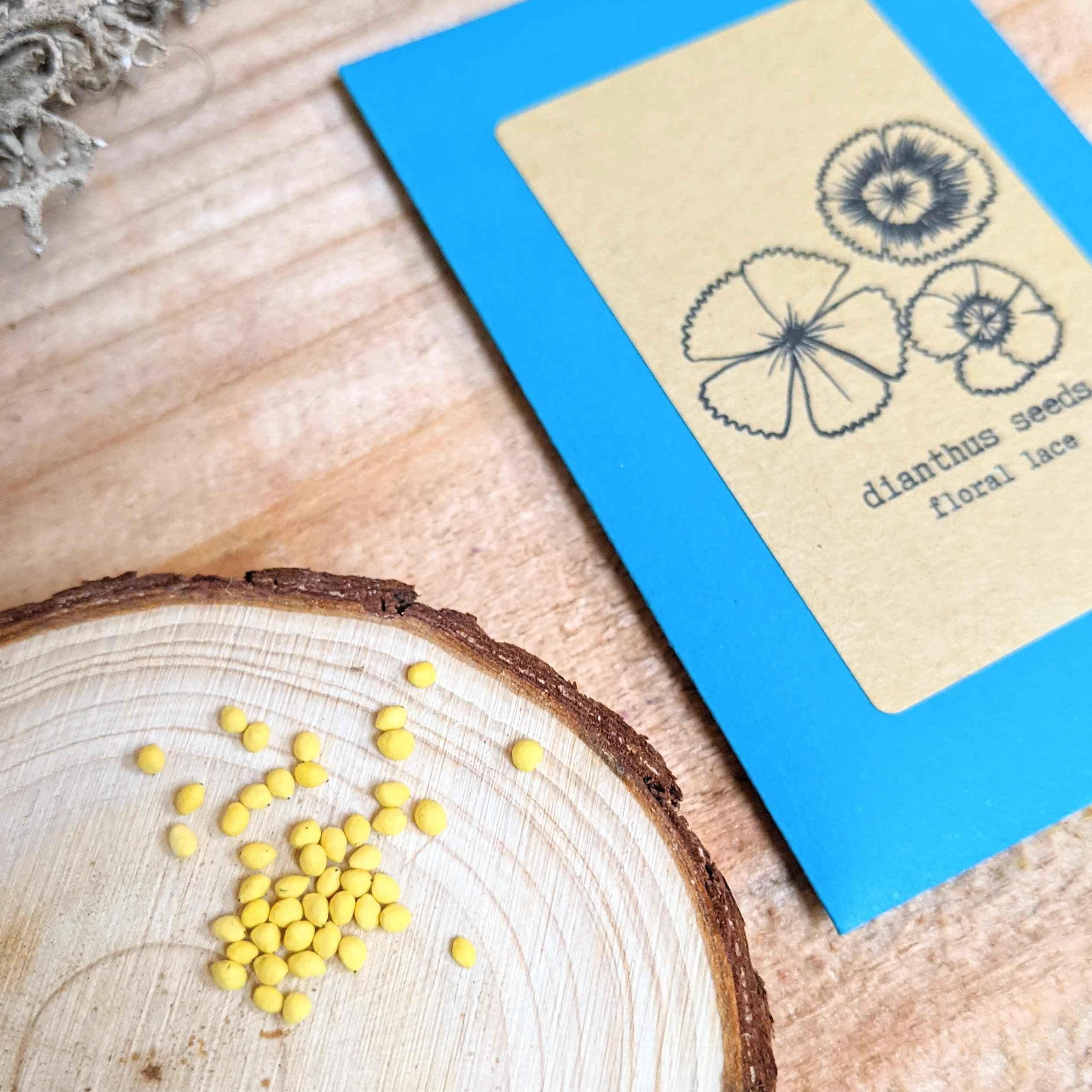 Dianthus Seeds