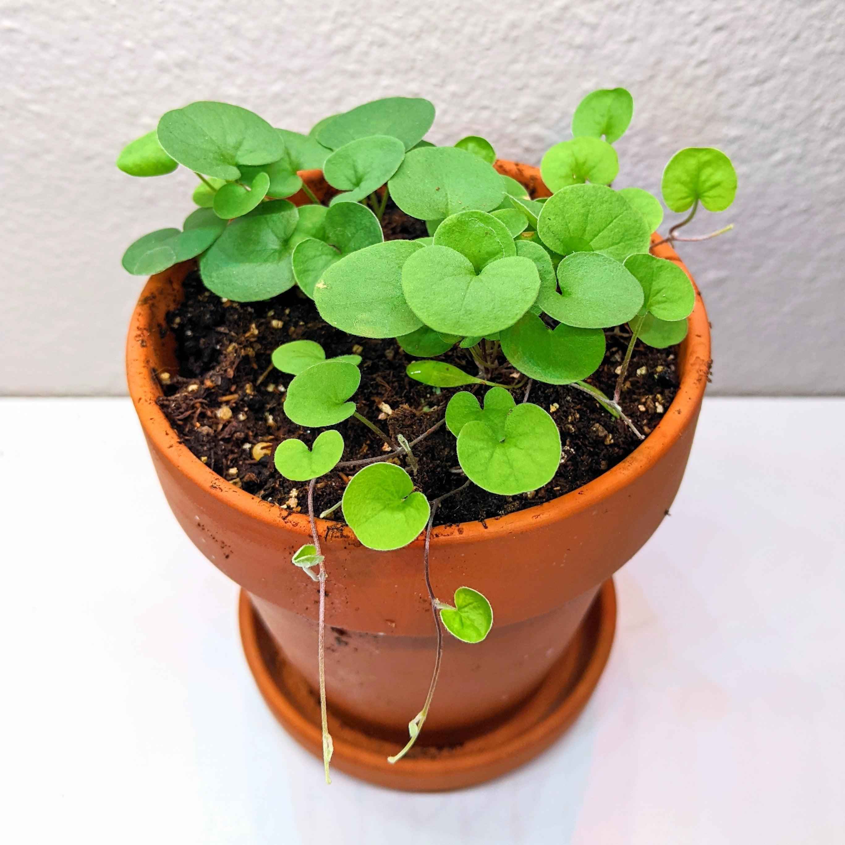 Dichondra Seeds