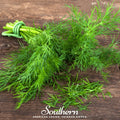 Dukat Dill Seeds - Heirloom Anethum graveolens Gourmet Herb for Fresh Use & Pickling, Container Gardening, 100 Seeds