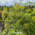 Mammoth Long Island Dill Seeds – Heirloom, Non-GMO, Pickling Dill, Culinary Herb, Anethum graveolens, 100 Seeds