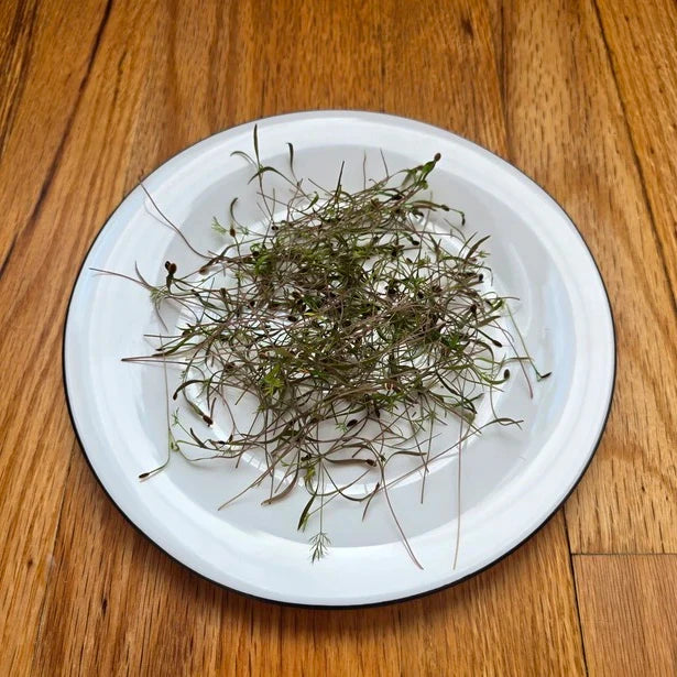Dill