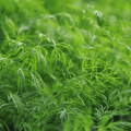 Hera Dill Seeds